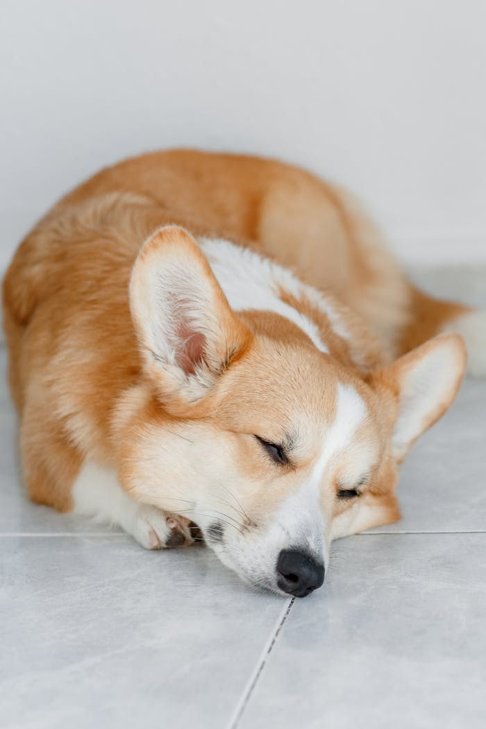 A cute Corgi dog comfortably sleeping on a tiled floor indoors, showcasing tranquility and cuteness.